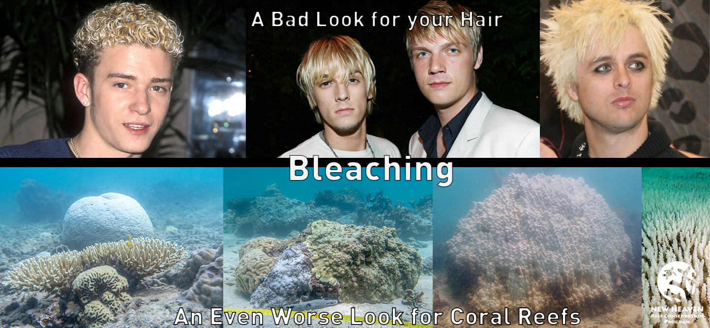 Bleaching A Bad Look For Your Hair An Even Worse Look For Our