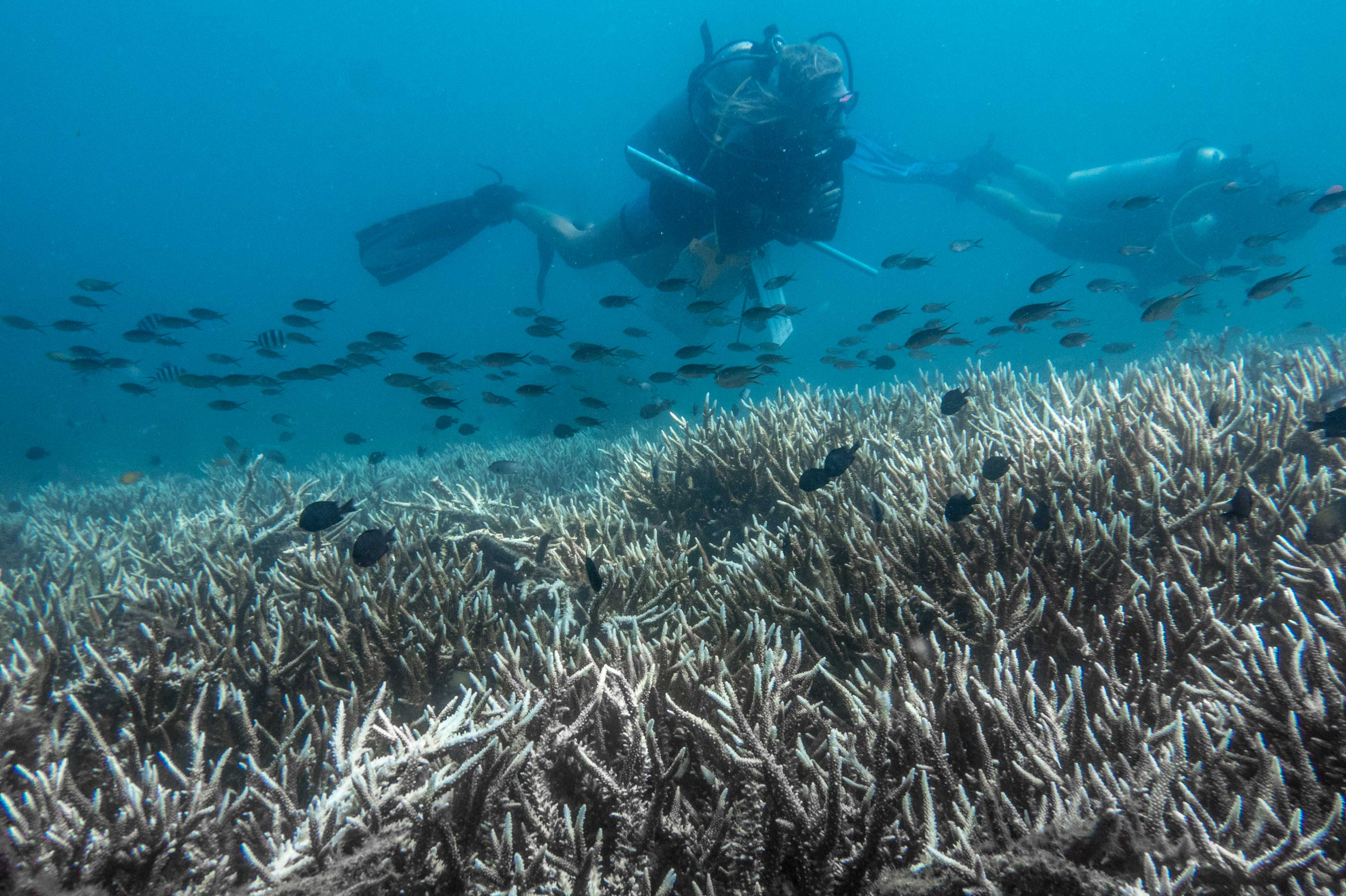 CD Instructor Chloe swims over a field of bleached Acropora.
