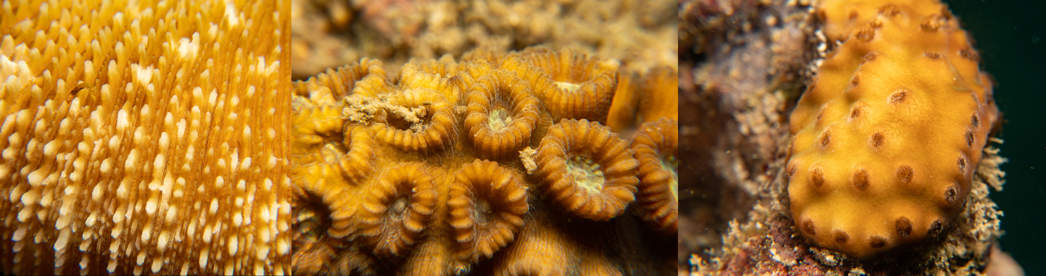 corals 2